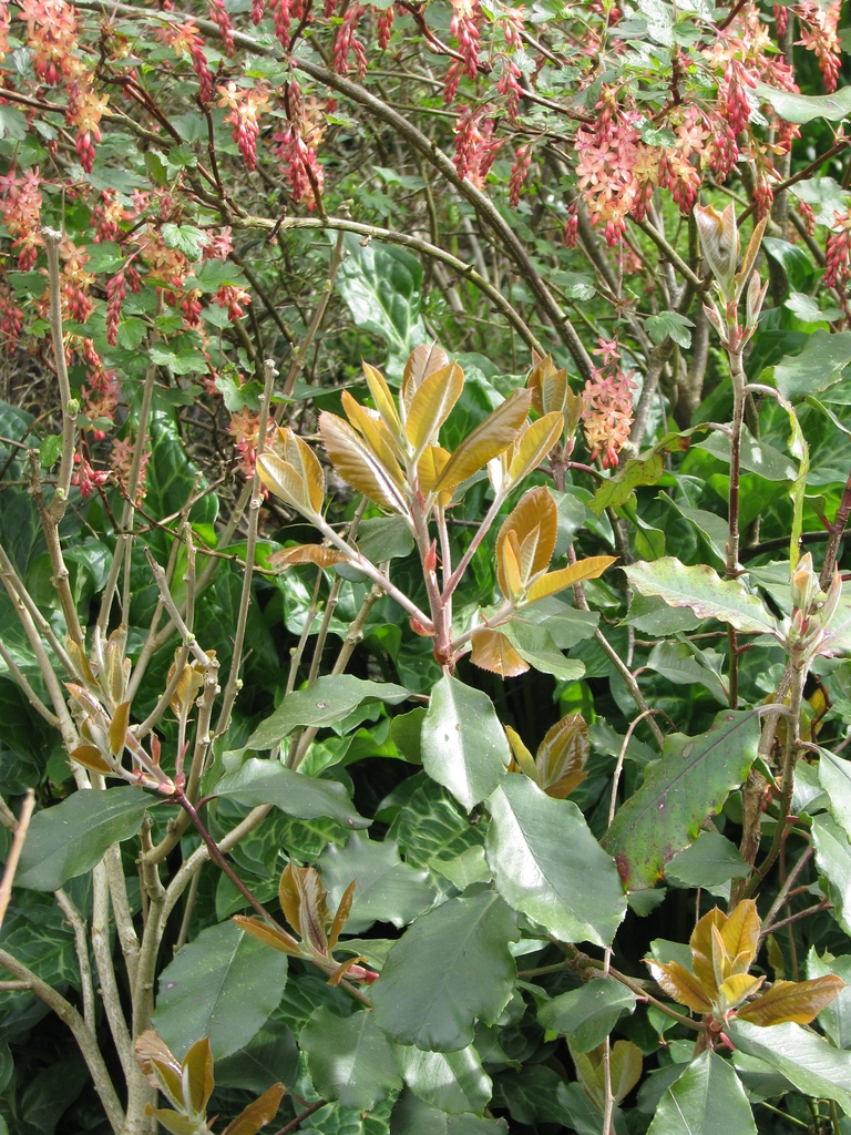 Form