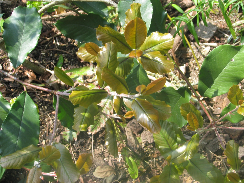 Leaves