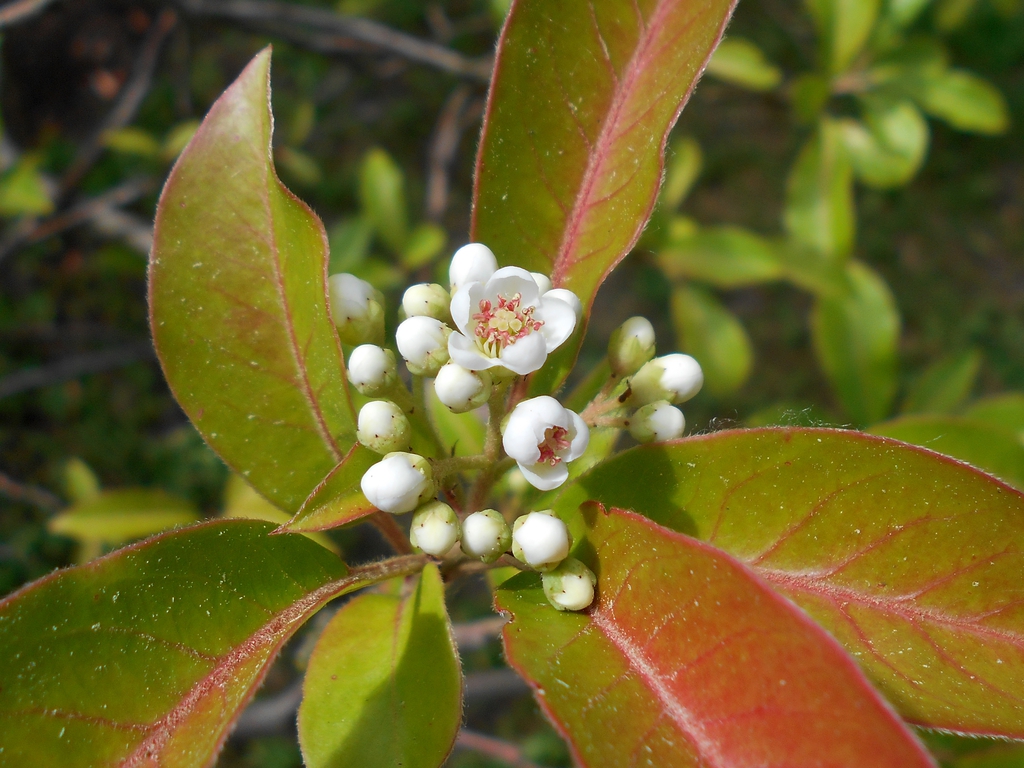 Flower and Leaves