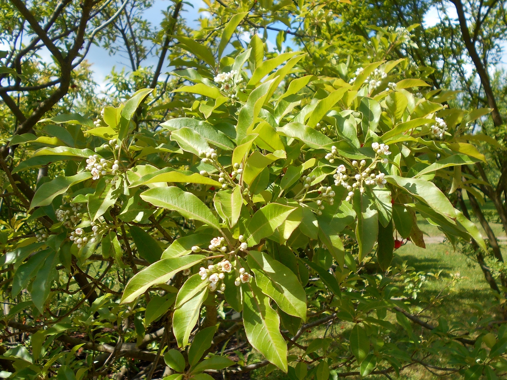 Leaves