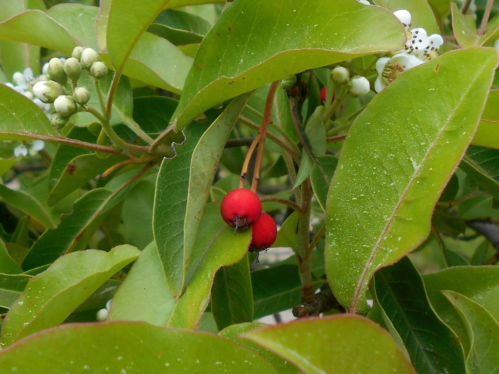 Form