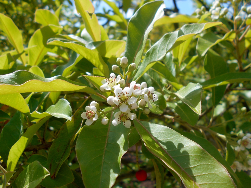 Flower and Leaves
