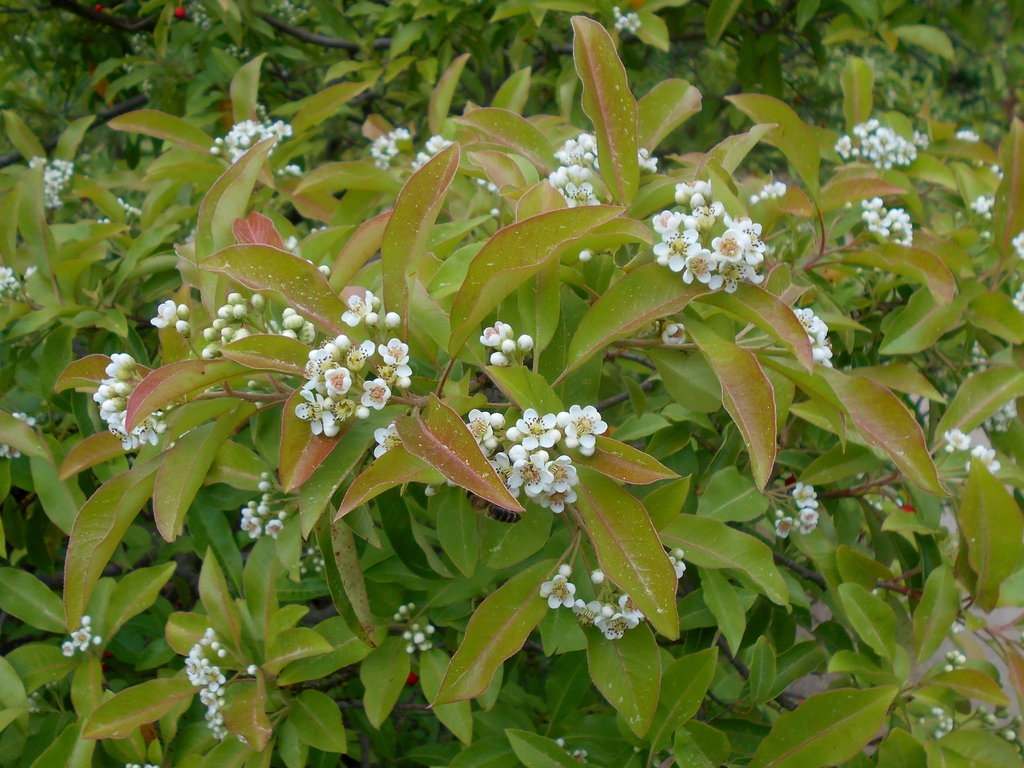 Flower and Leaves