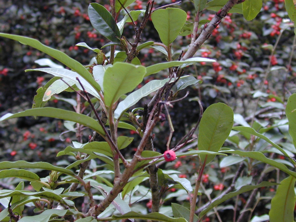 Form