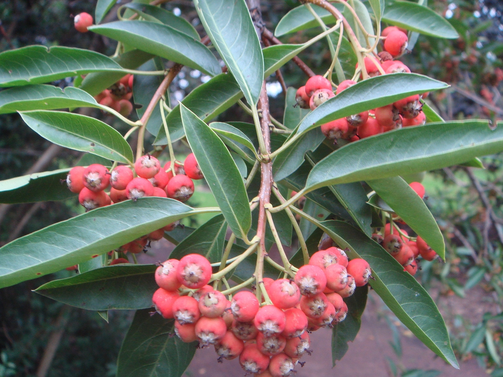Fruit