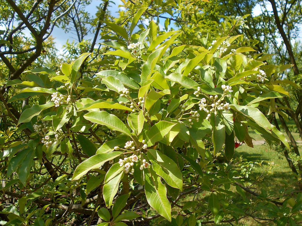 Form in bloom