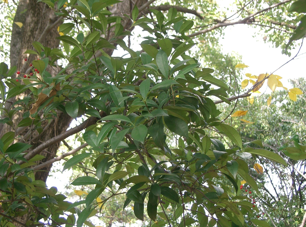 Form