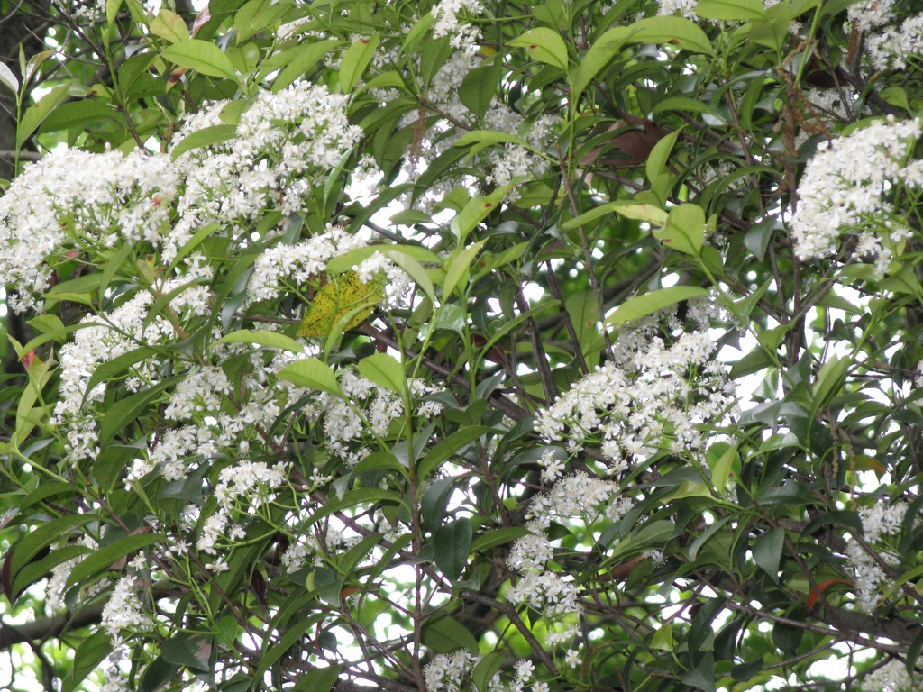 Flowers and Leaves
