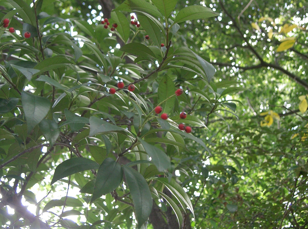 Form