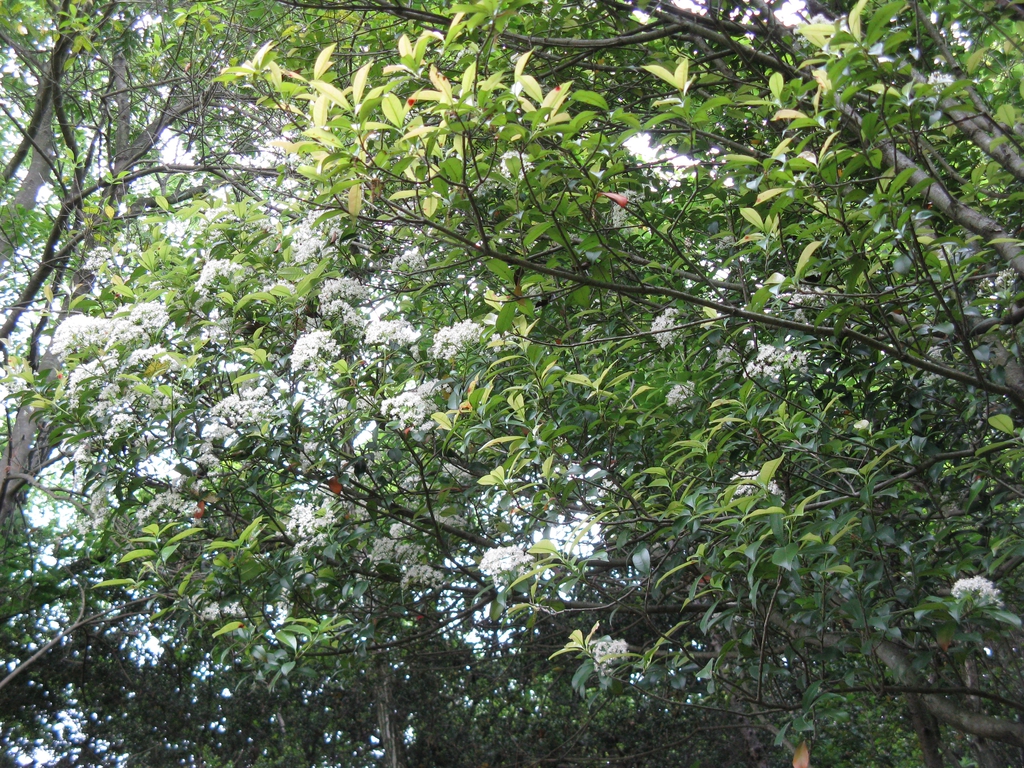 Flowers and Leaves