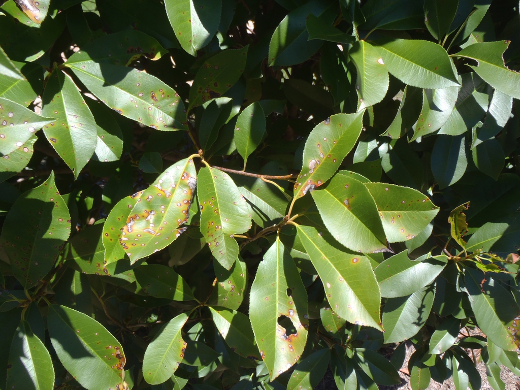 Photinia glabra