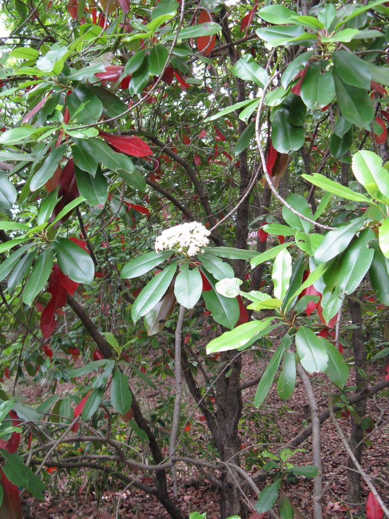 Form