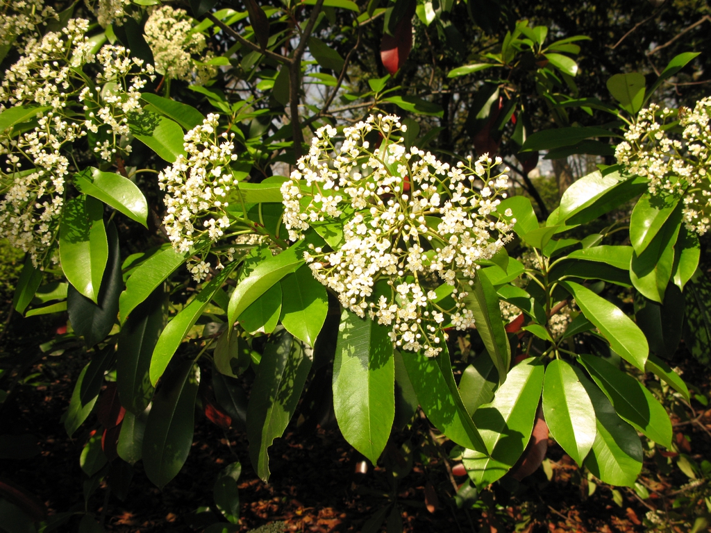 Form