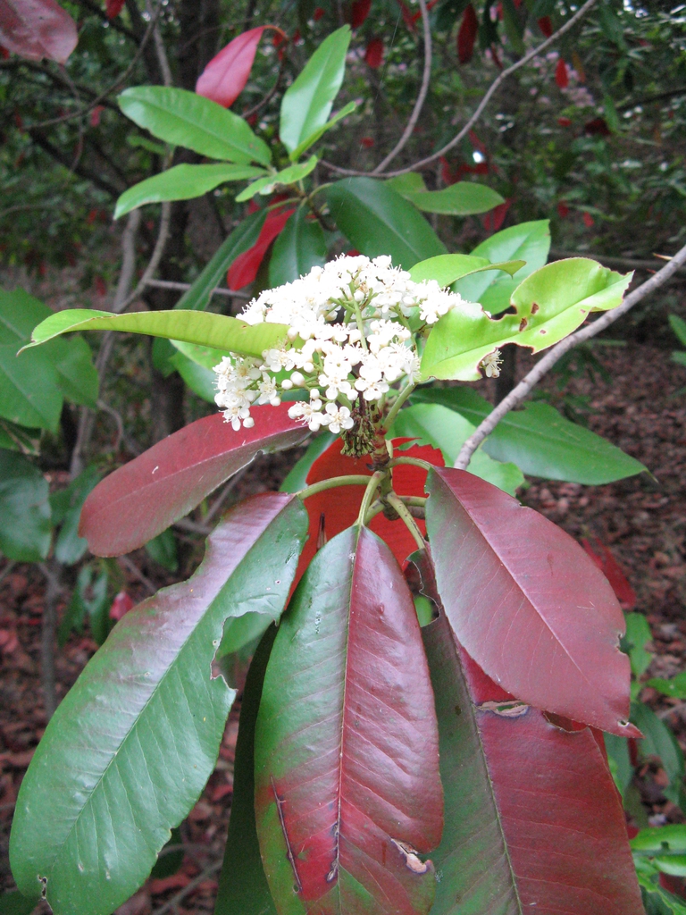 Leaves and Flower