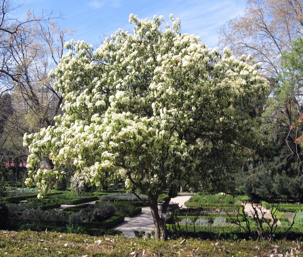 Form