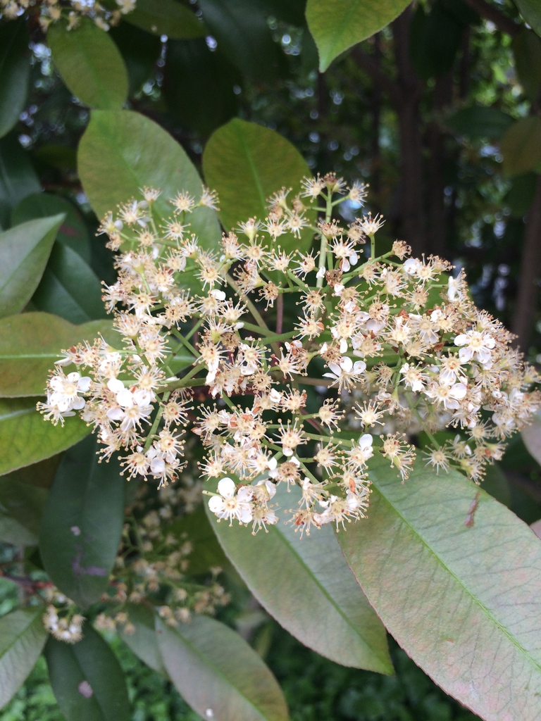 Flowers and Leaves
