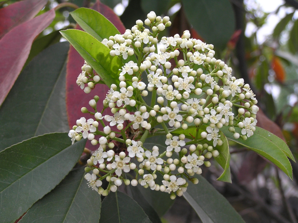 Form