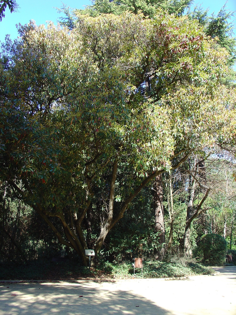 Form