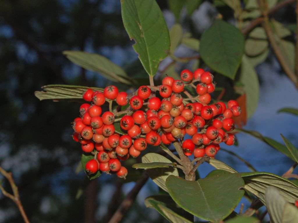 Fruit