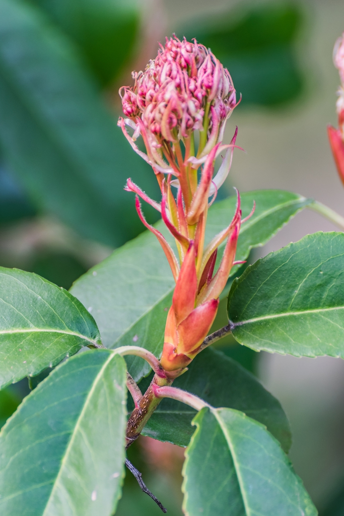 Flower and Leaves