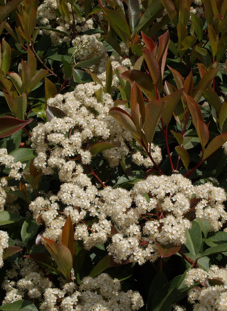 Form