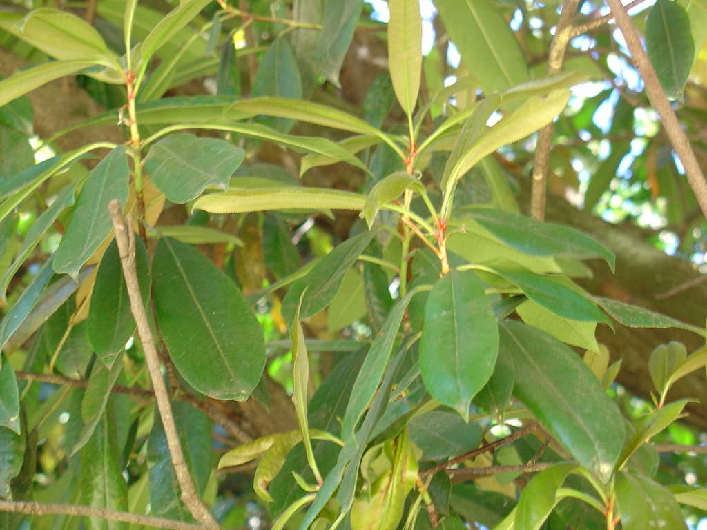 Leaves and Bark
