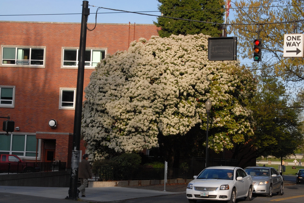 Photinia serratifolia
