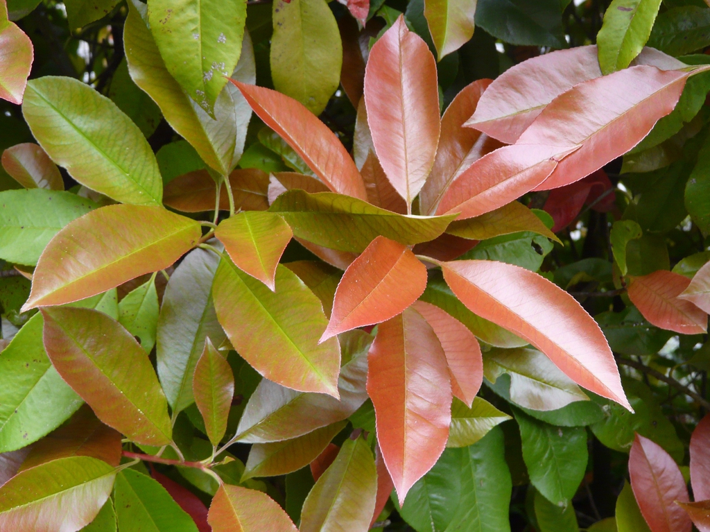 Leaves
