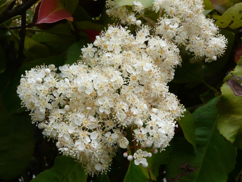 Flowers and Leaves