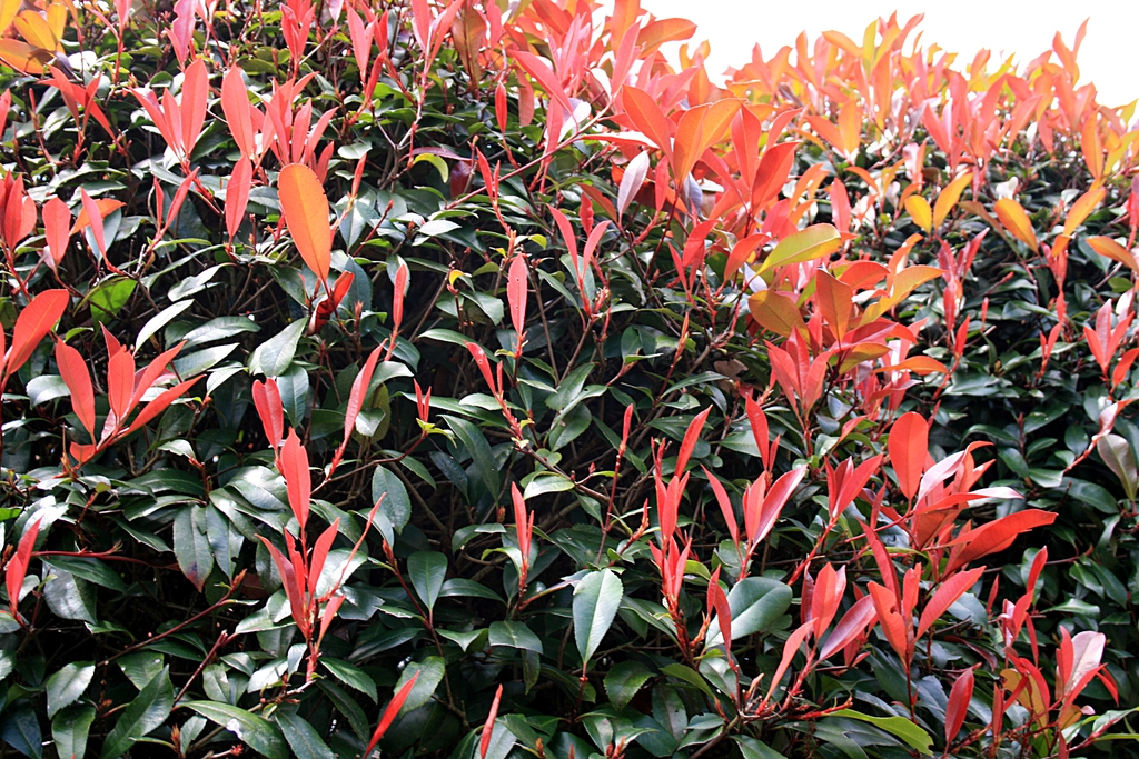 Leaves
