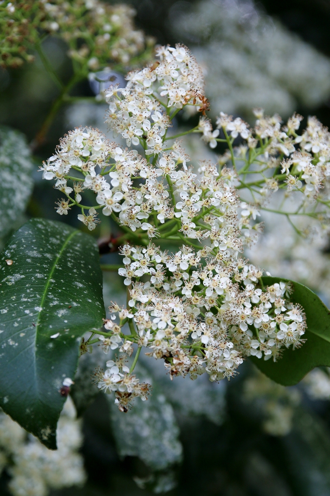 Flowers and Leaves