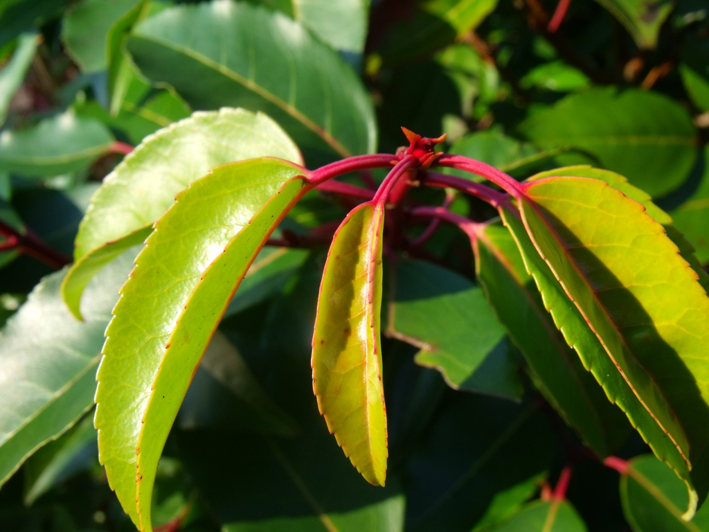 Form