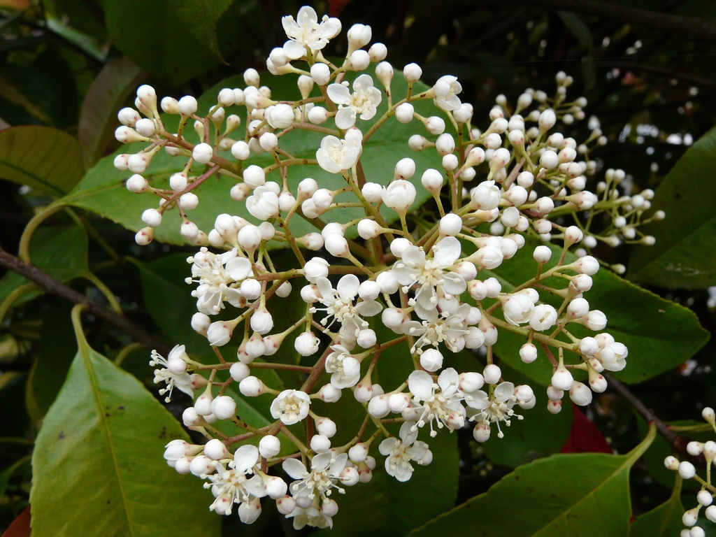 Form