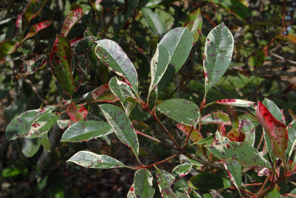 Photinia x fraseri