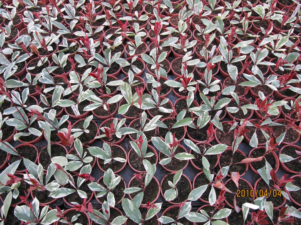 'Pink Marble'