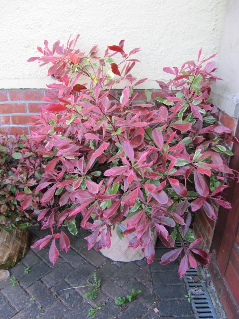 'Pink Marble'