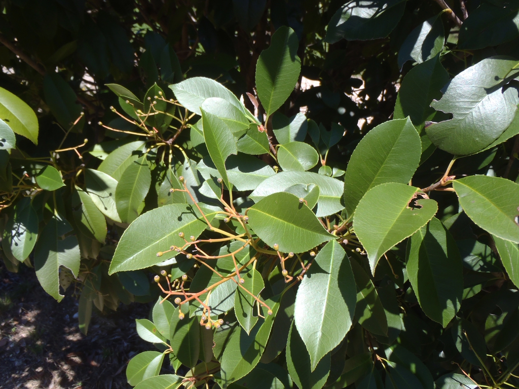 Photinia x fraseri