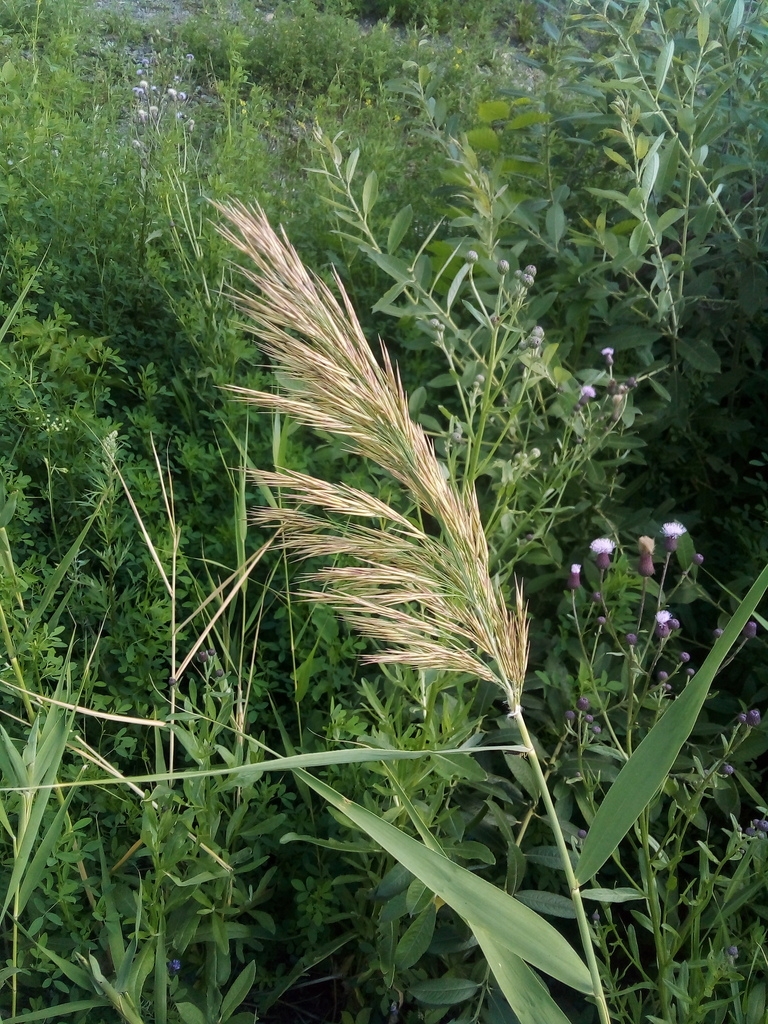 Flowers in July