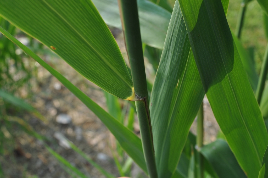 Stem and leaf attachment