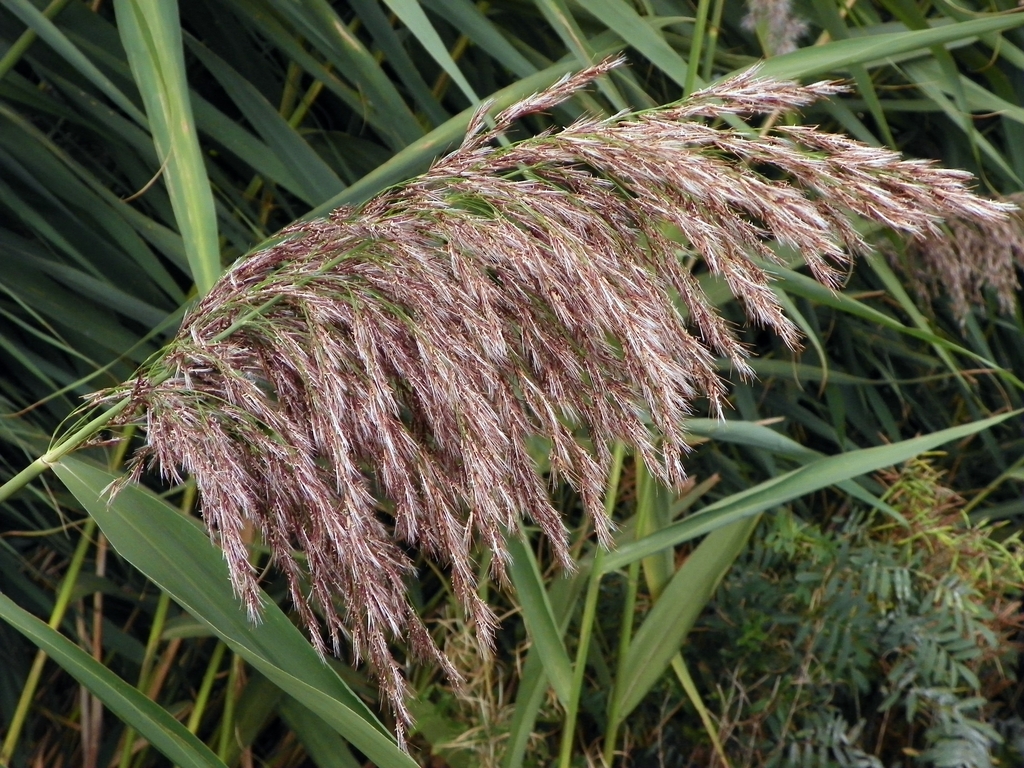 Seed head in Sept.