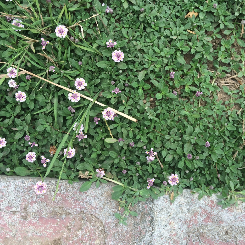 Low growing spreading plant with small flowers