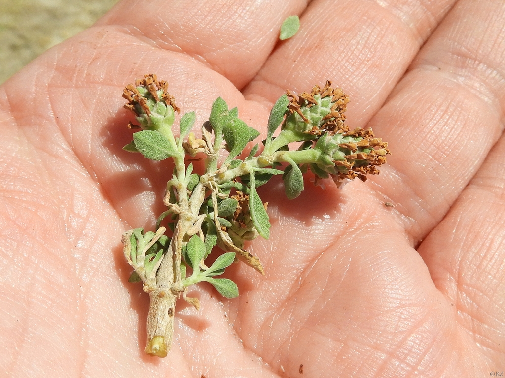 Brown capsules forming