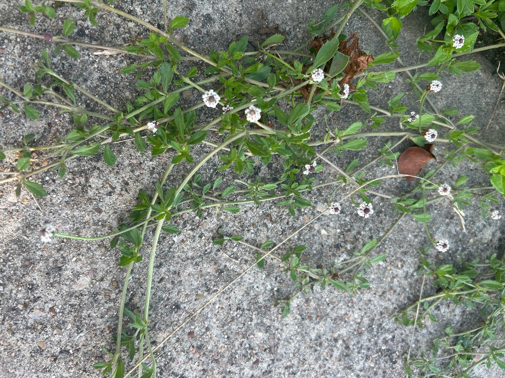 Stems creeping along the ground