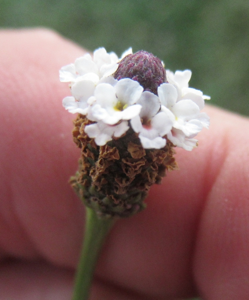 Side view of flower spike
