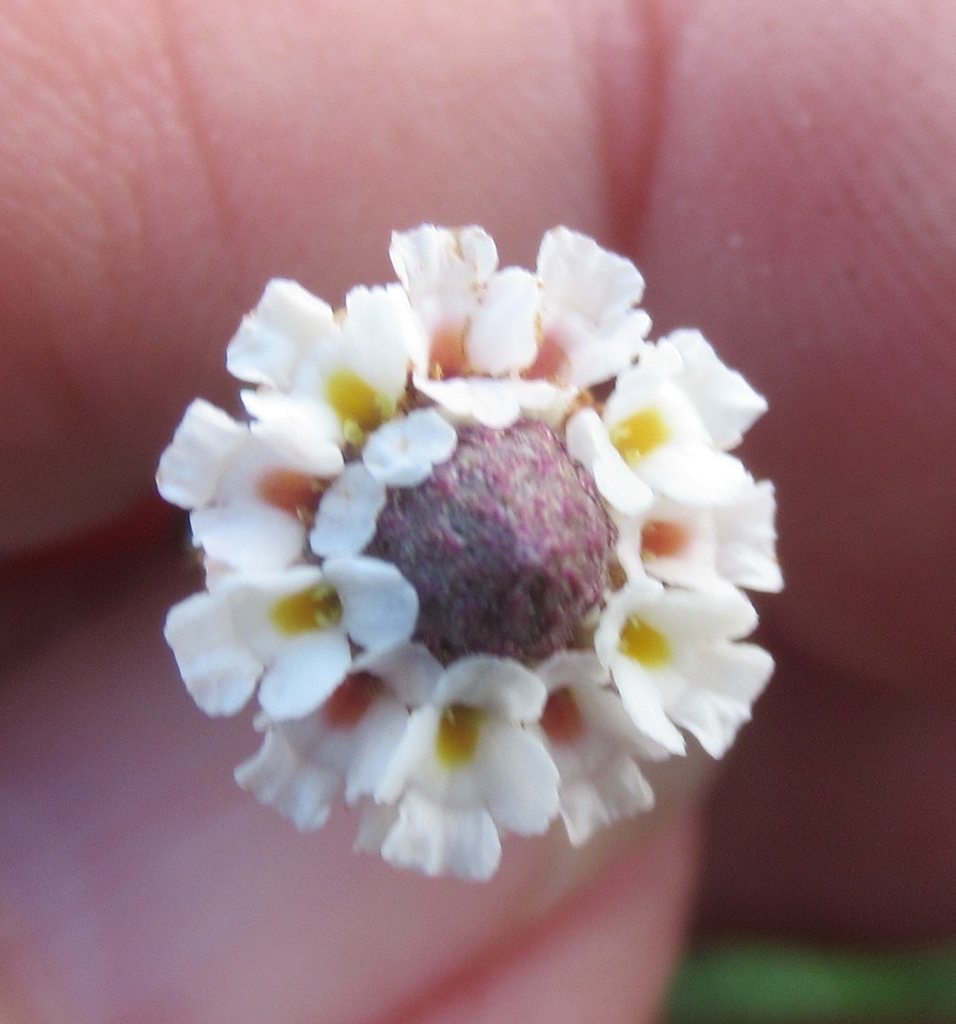 Top view with small flowers surrounding a spike