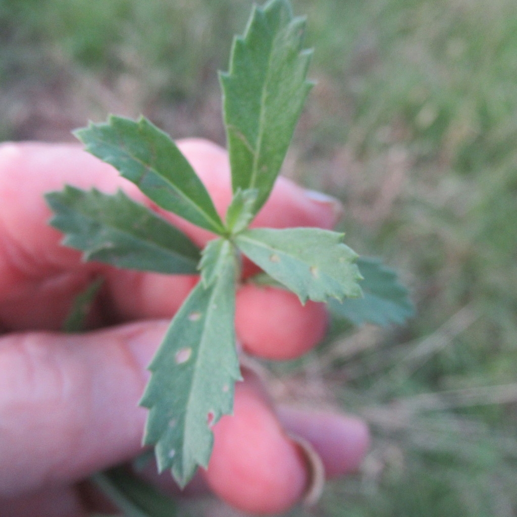Small leaves opposite on the stem