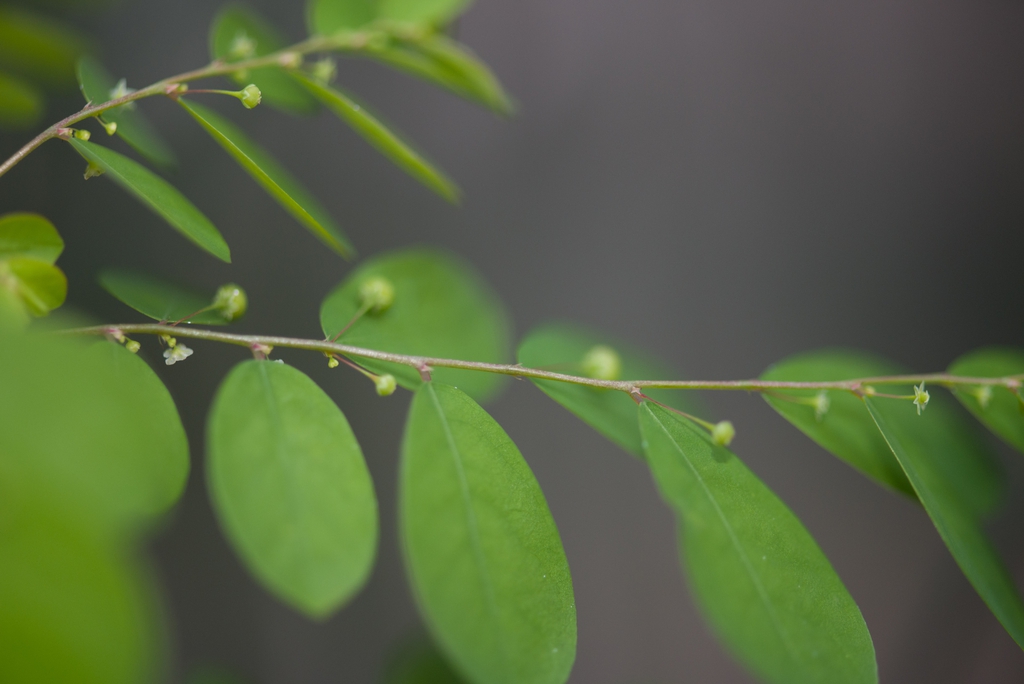 Leaves