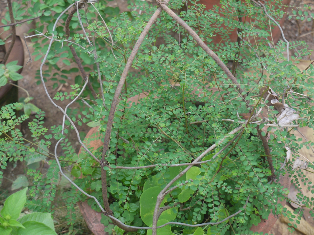 Form
