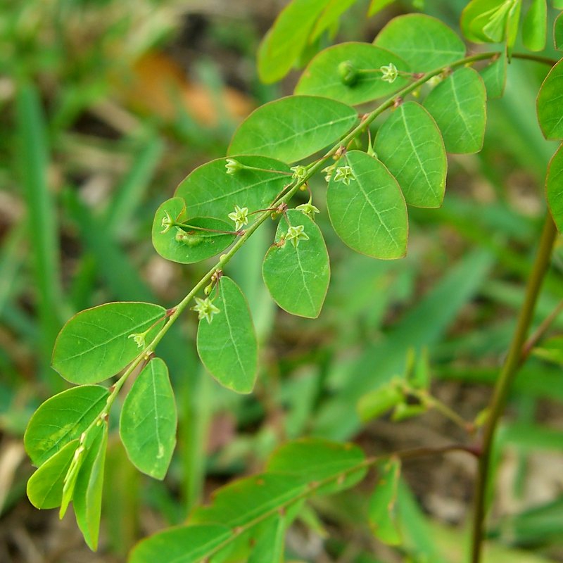 Form
