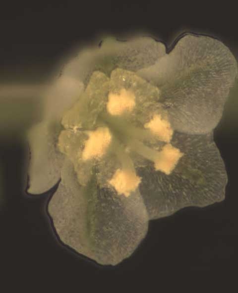 Phyllanthus tenellus